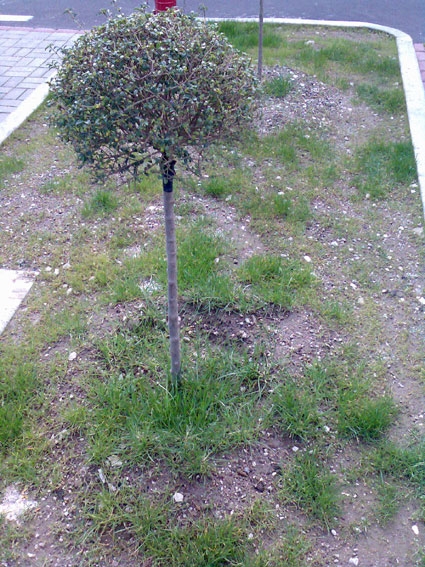 giardino con alberello